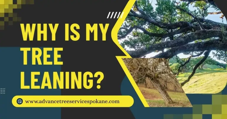 Why Is My Tree Leaning? Causes & Solutions